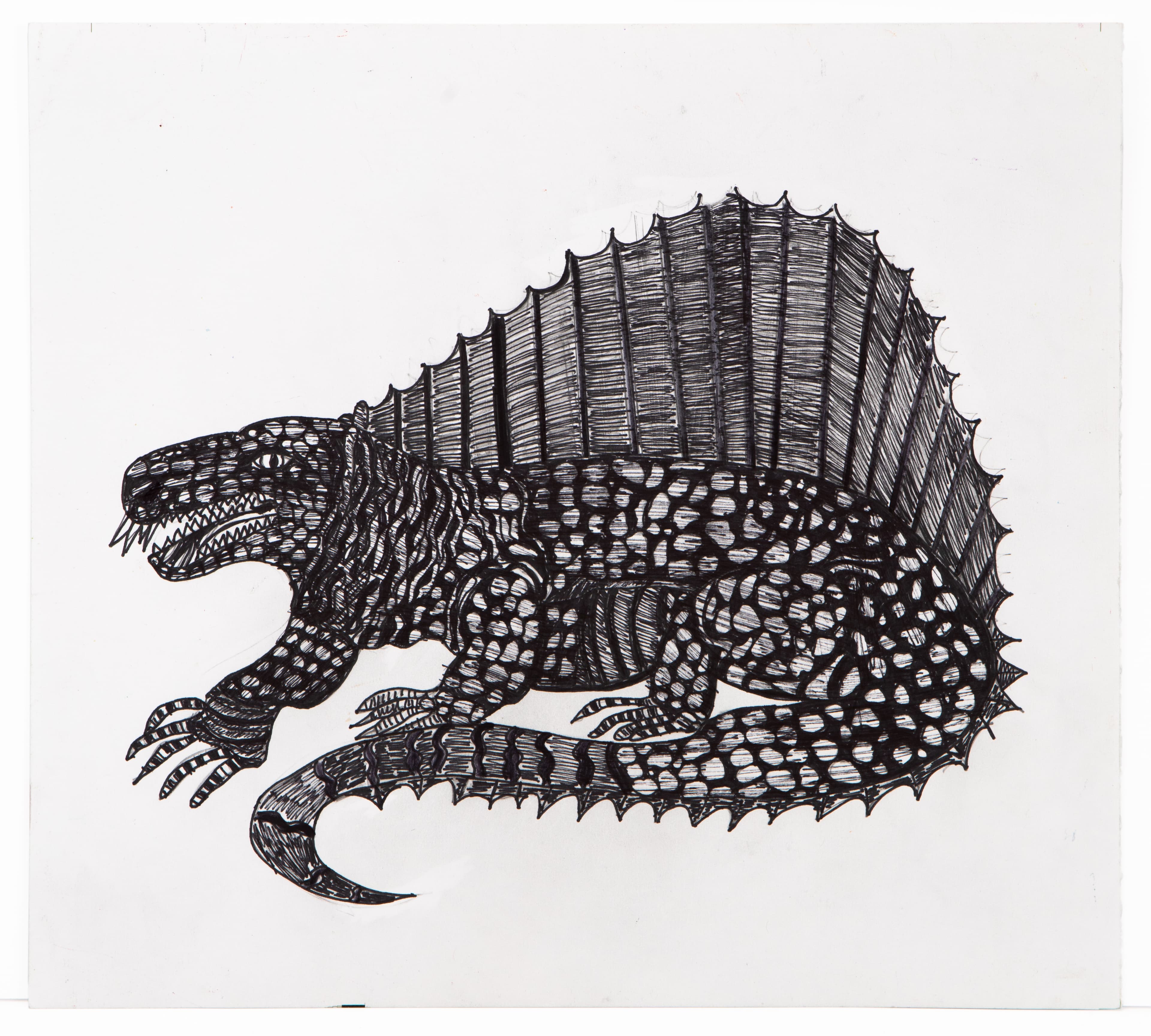 Drawing of a Dimetrodon dinosaur in black ink on white paper, showing detailed scales and large sail fin
