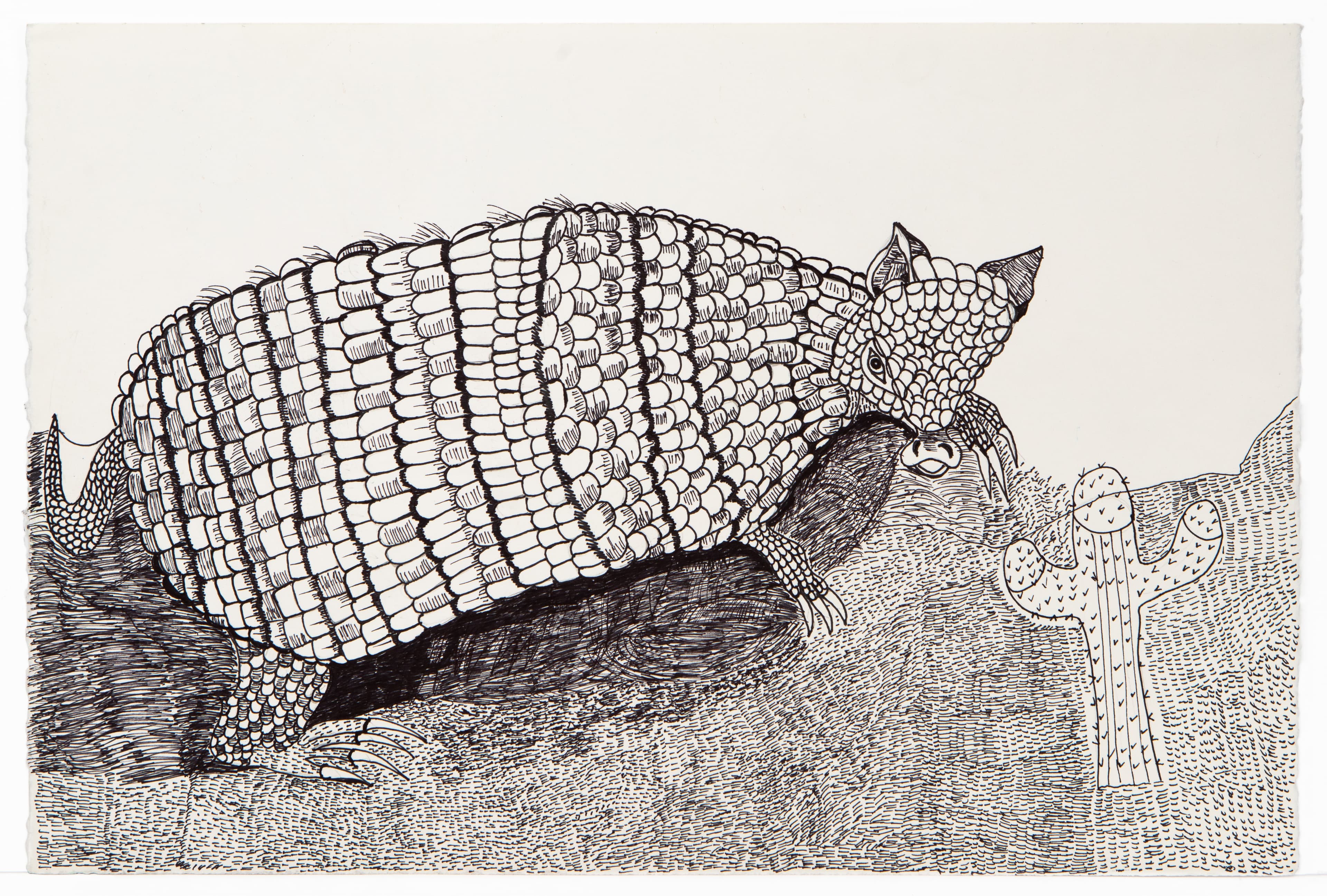 Ink drawing of an armadillo with detailed shell patterns standing next to a small cactus on textured ground