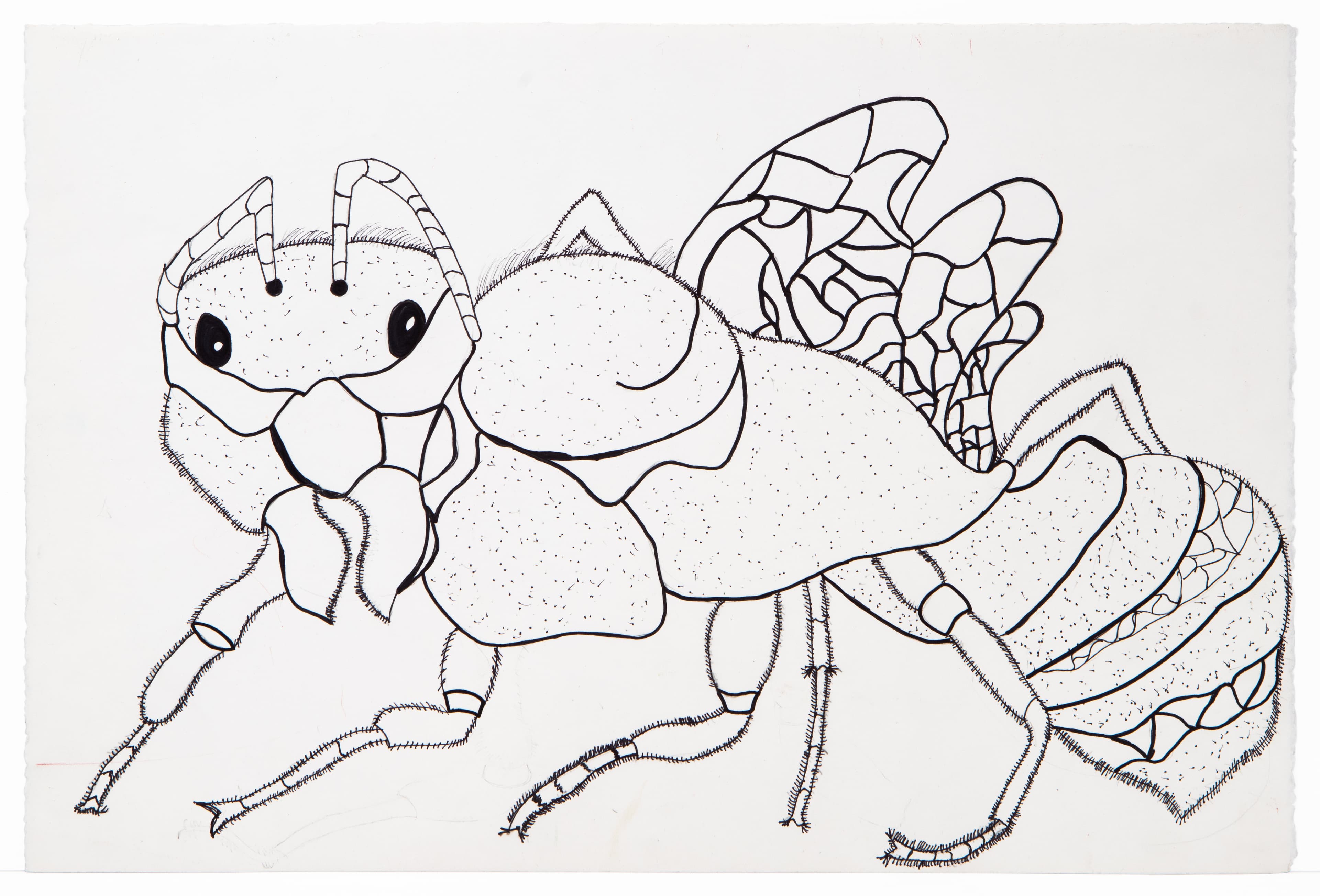 Ink drawing of two stylized insect-like creatures with large eyes, segmented bodies, and multiple legs