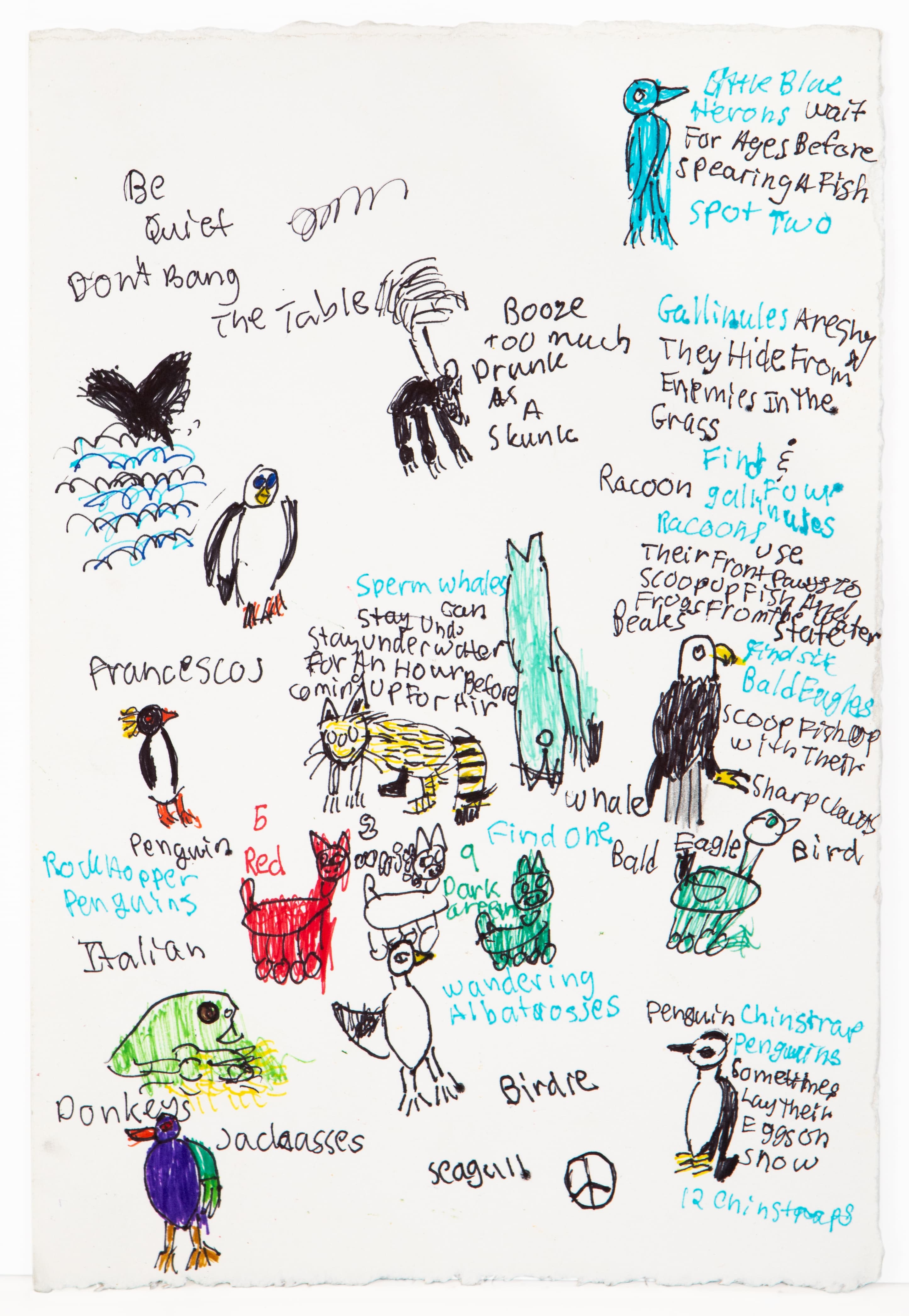Drawing of various birds with handwritten notes, ink on paper by Andrea Leber