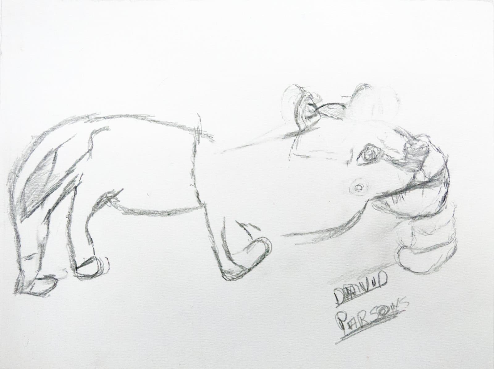 Pencil sketch of a lion or large cat in profile on white paper, signed 'David Parsons' in lower right.