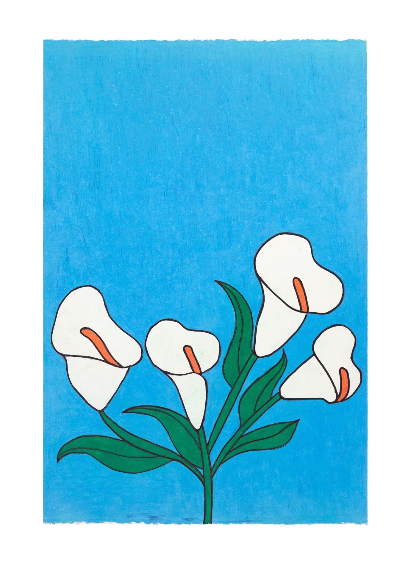 Drawing of white calla lilies with green stems and leaves against a bright blue background, rendered in colored pencil.