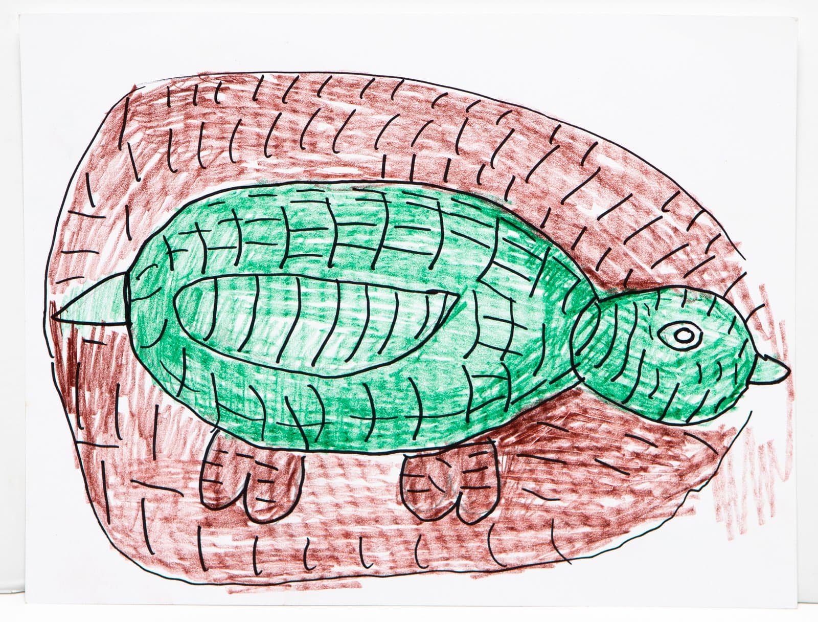 Drawing of a green turtle centered on a red-brown background, rendered in pen and colored pencil on white paper.