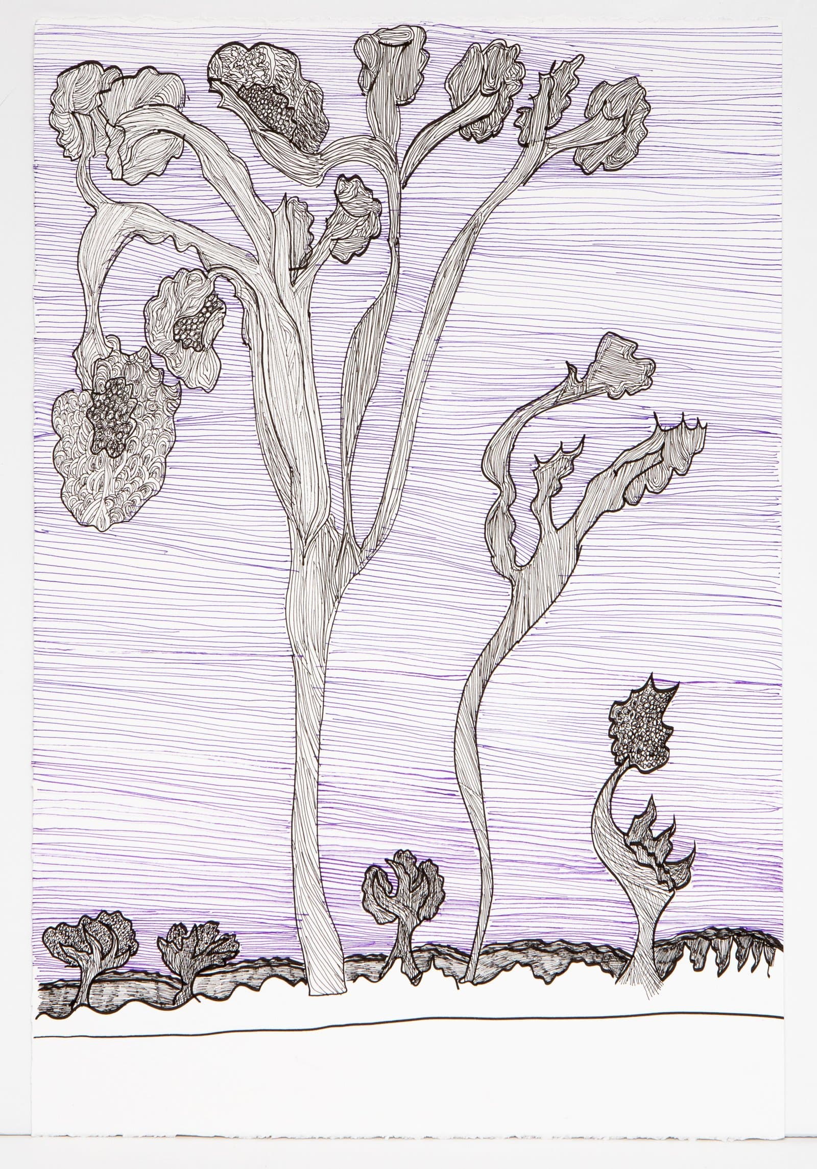 Pen drawing of stylized trees with bulbous foliage on a purple horizontally hatched background on white paper.