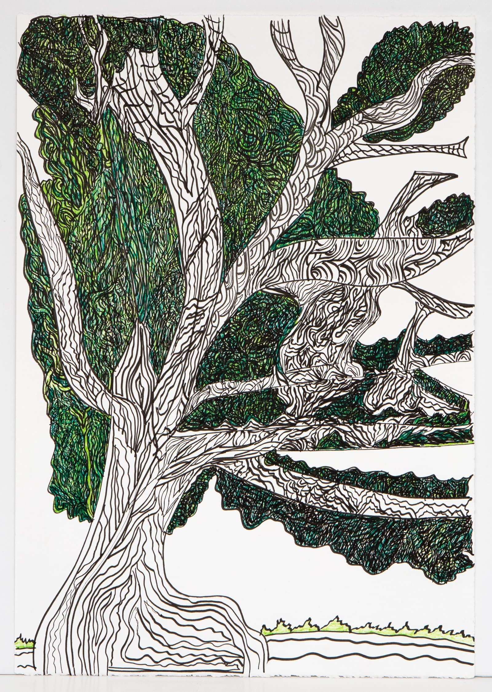 Detailed pen drawing of a large tree with sprawling branches, filled with dense green foliage on white paper.