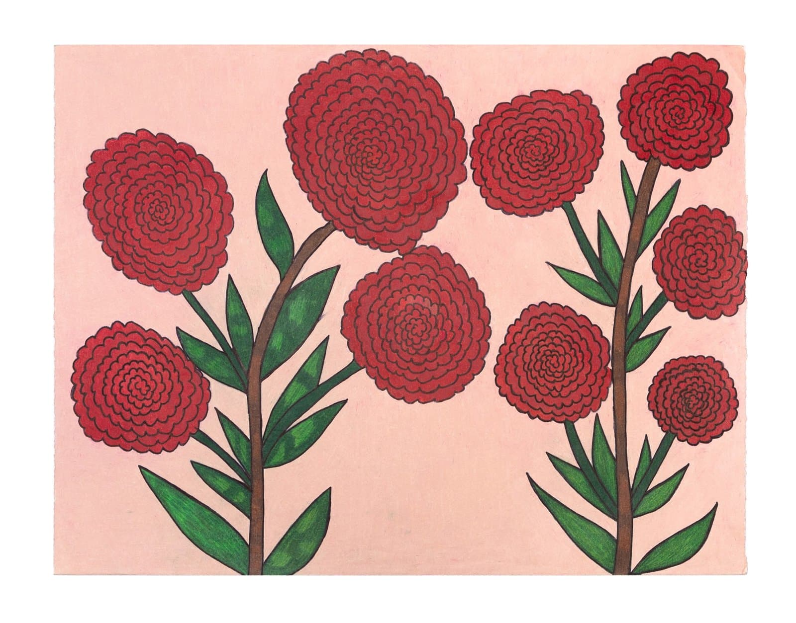 Colored pencil drawing of red dahlia flowers with green stems and leaves on pale pink background