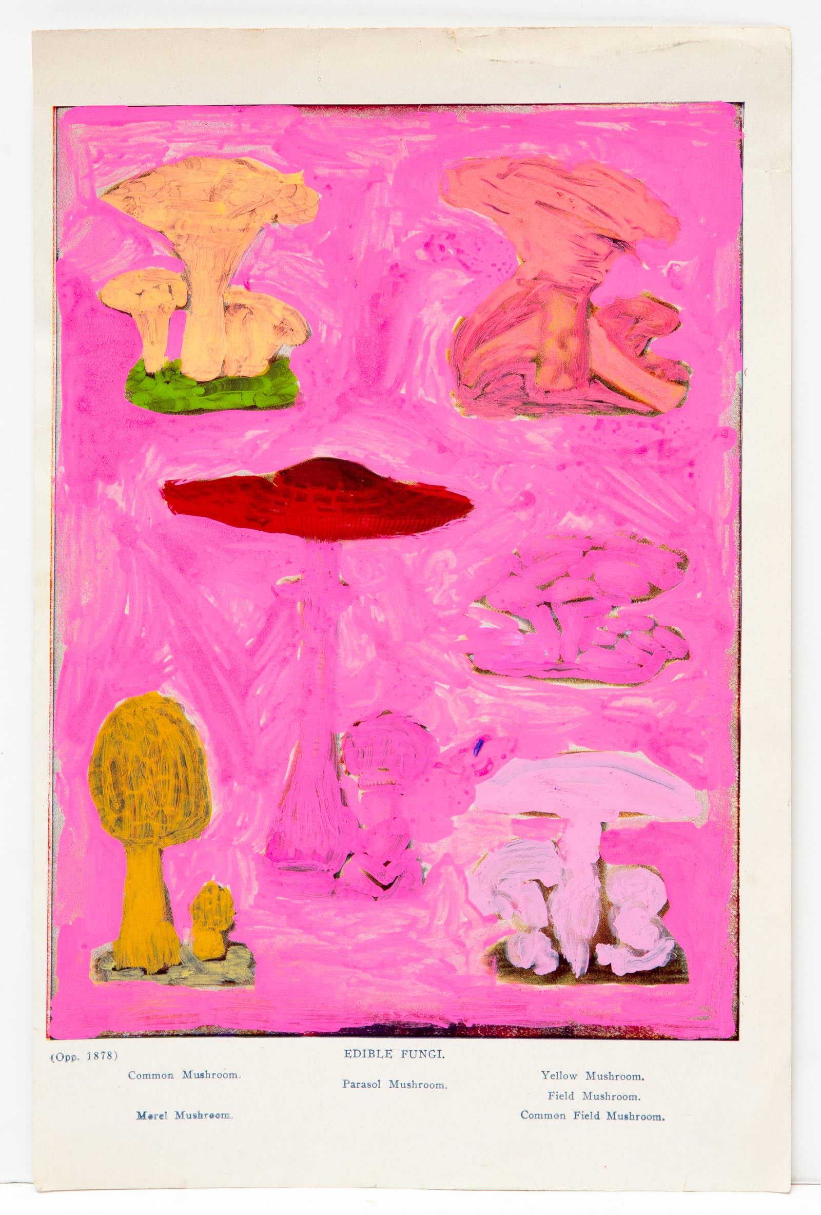 Acrylic painting on a vintage book page depicting six mushroom varieties over a vivid magenta background.