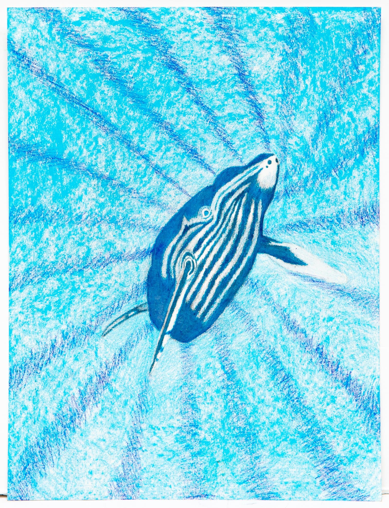 Pastel drawing of a humpback whale viewed from above, rendered in deep navy blue with white stripes on a textured cyan background.