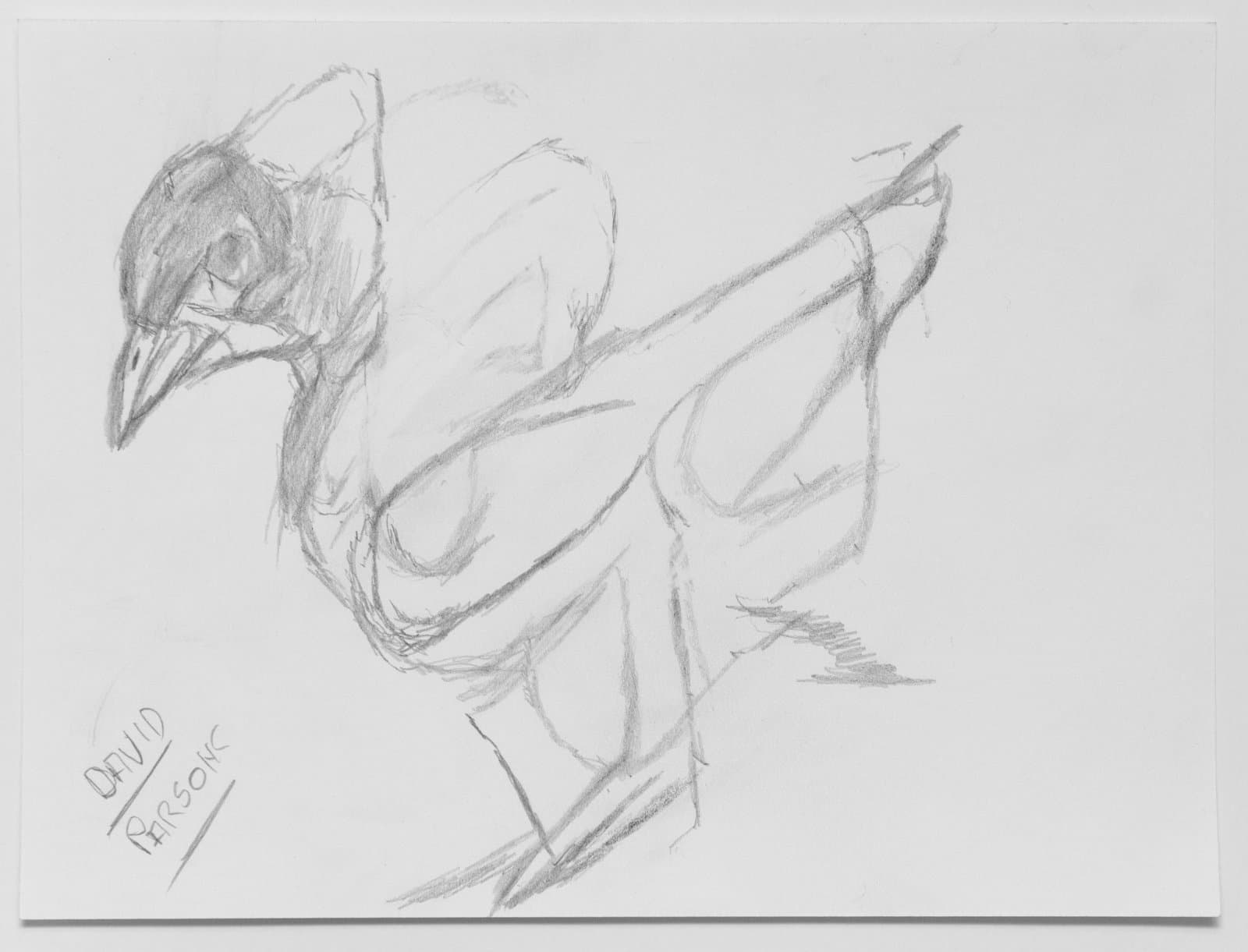 Pencil sketch of a bird in profile, leaning forward with detailed head and loosely drawn body and legs on white paper.