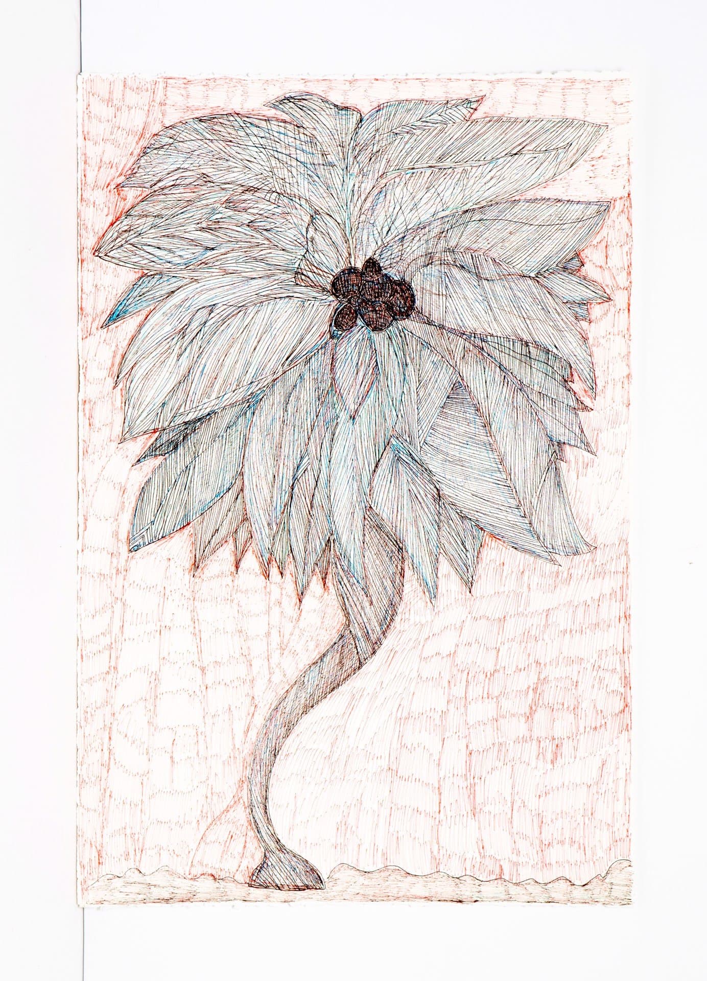 Drawing of a large flower with radiating petals and dark center, rendered in colored pencil with crosshatching on paper.