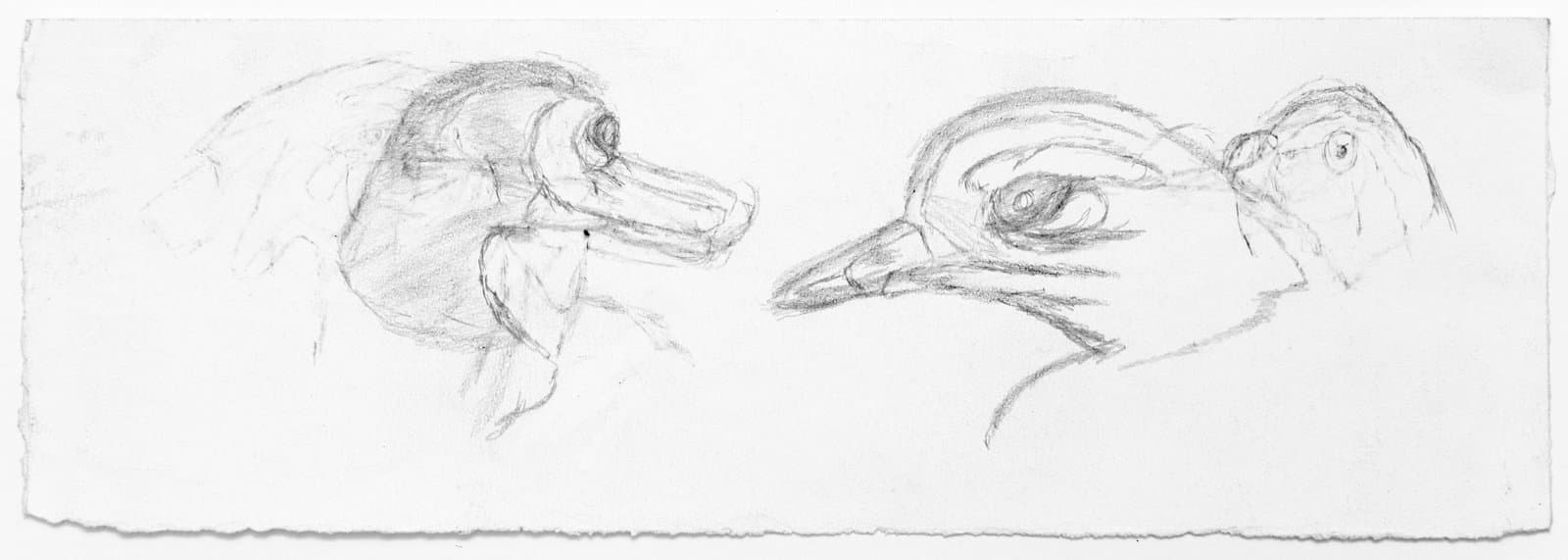Pencil sketch on white paper depicting two bird heads in profile, facing each other, with loose gestural lines.