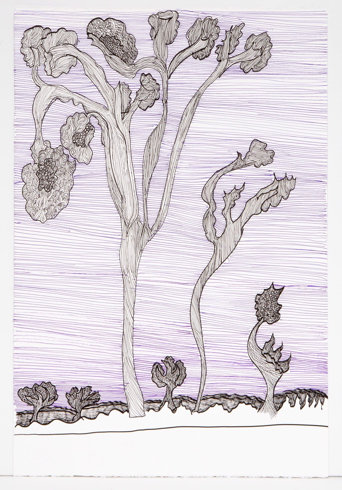 Botanical drawing in pen showing tall flowering plants with detailed blooms against purple horizontal line background.