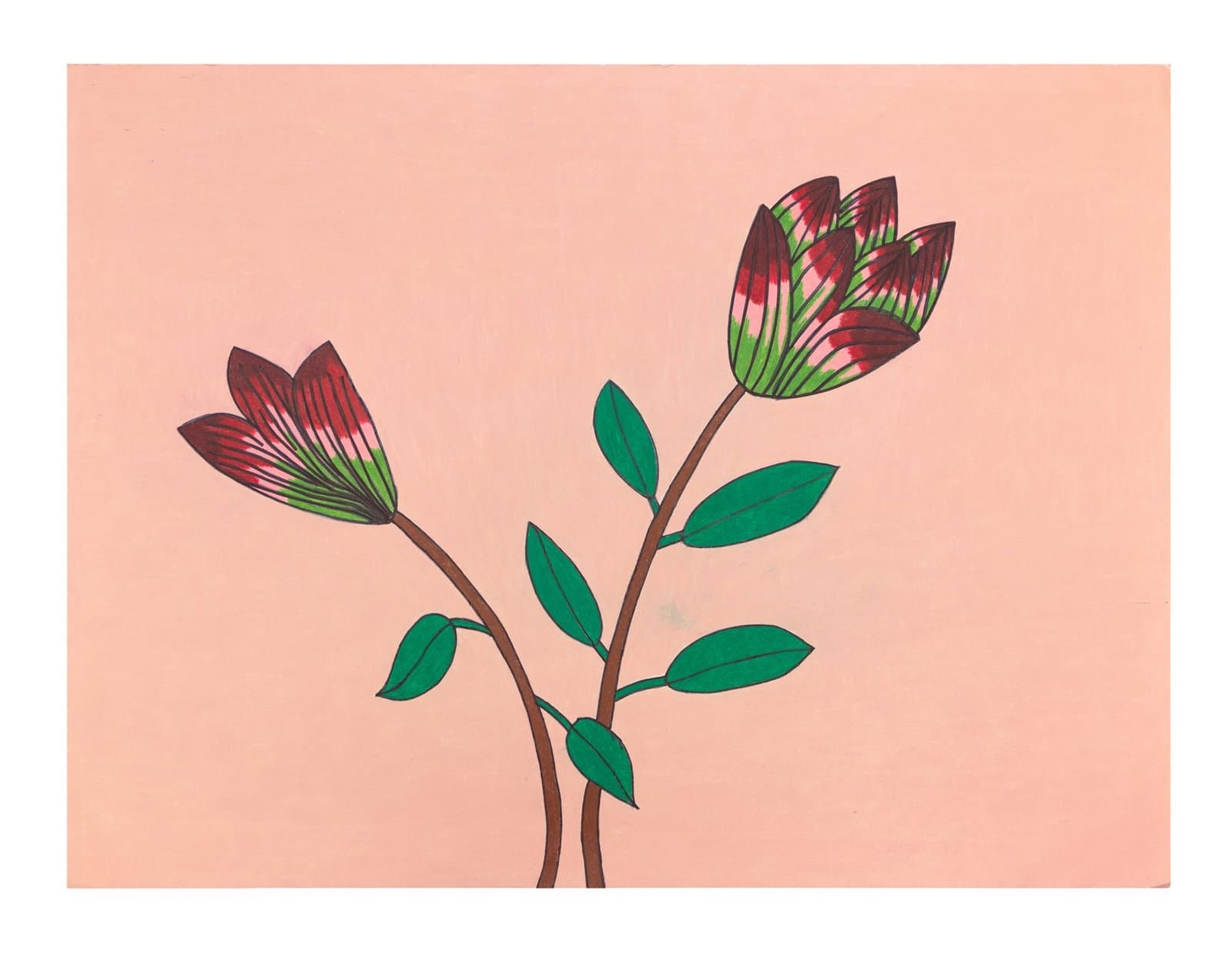 Colored pencil drawing of two stylized tulip flowers with striped petals on stems with green leaves against pink background
